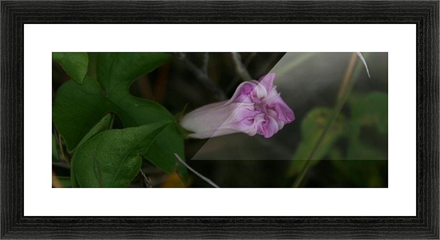 Nature - 17 Picture Frame print