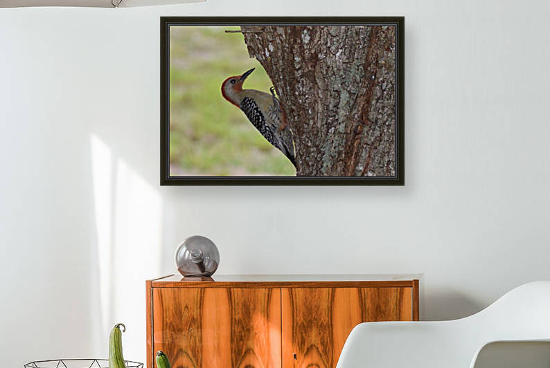 Red-Headed Woodpecker Reproduction