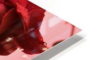 Rose Collection - 05 HD Metal print