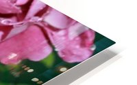 Rose Collection - 07 HD Metal print