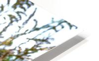 Snowy White Plant HD Metal print