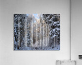 Picturesque winter forest landscape Acrylic Print