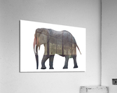 Single African Elephant Acrylic Print