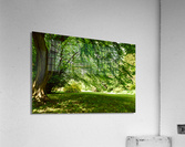 Summer park landscape Acrylic Print