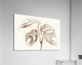 Tropical Monstera Adansonii Acrylic Print