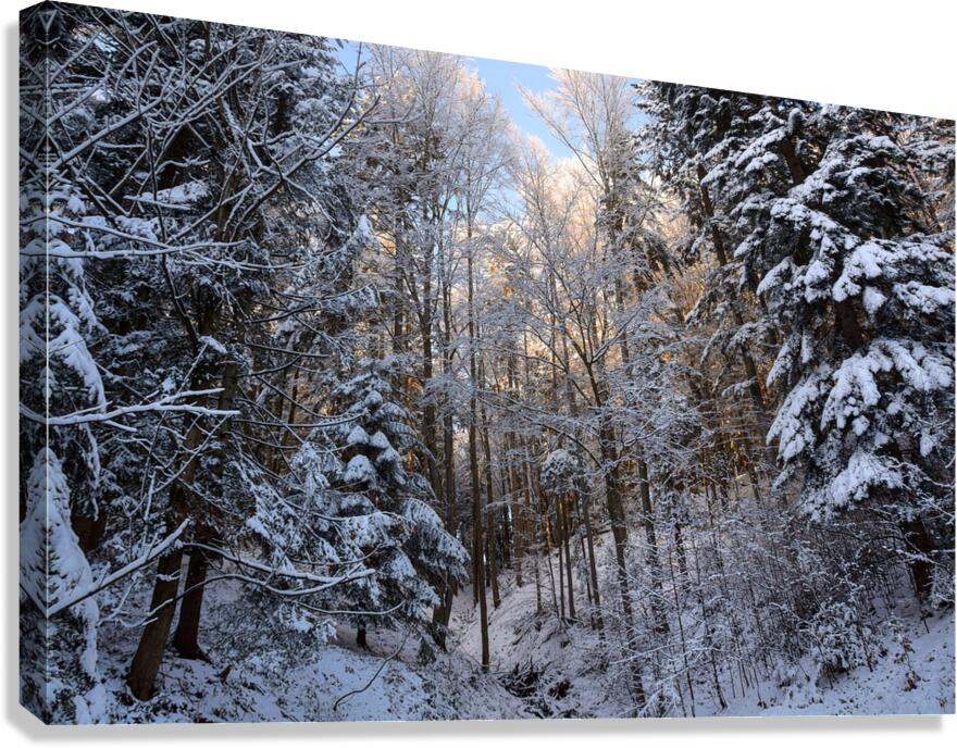 Picturesque winter forest landscape Canvas Print