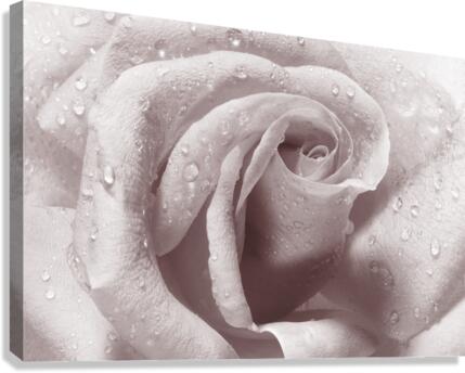 Beautiful rose in close-up Canvas Print
