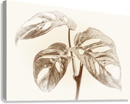 Tropical Monstera Adansonii Canvas Print