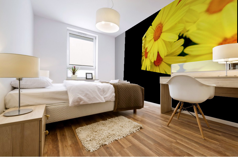 Bright yellow Pyrethrum flowers Mural print