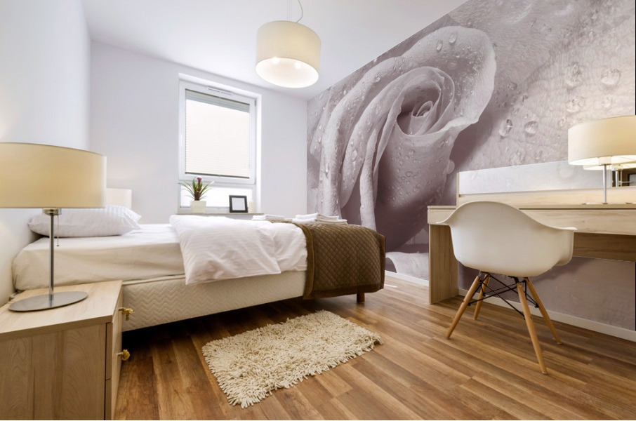 Beautiful rose in close-up Mural print