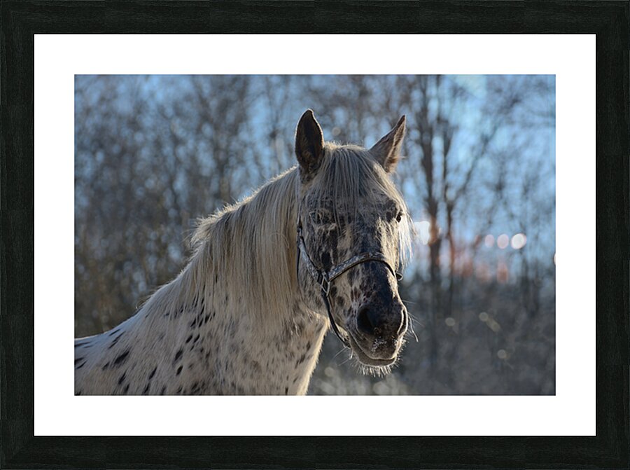  Fine Art print