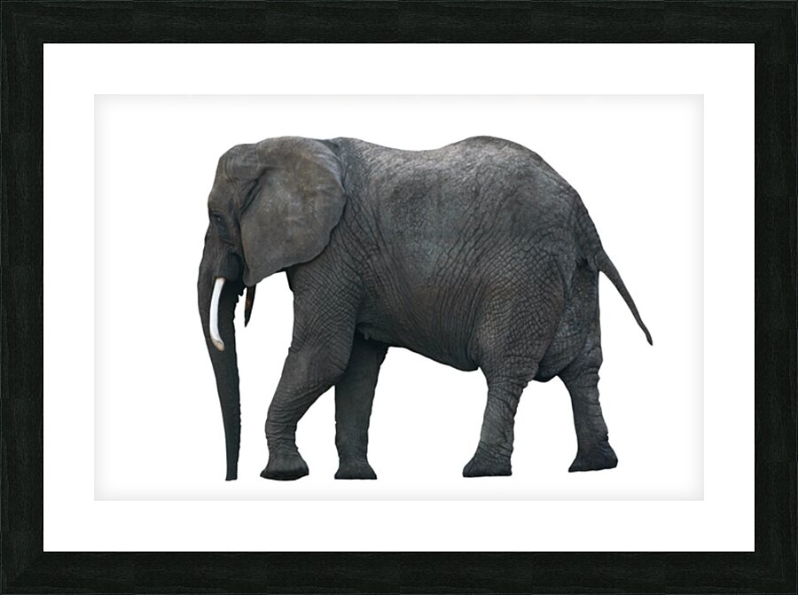Single African Elephant Picture Frame print