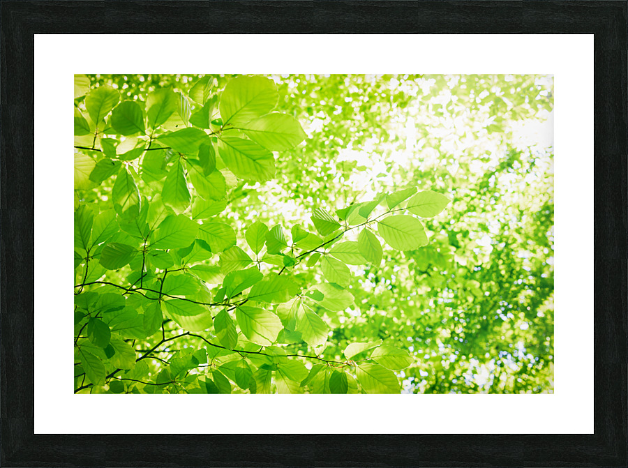 Abstract greenery background Picture Frame print
