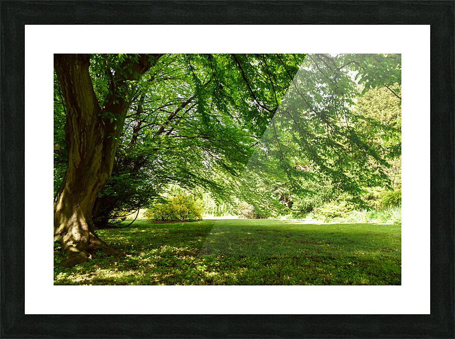 Summer park landscape Picture Frame print