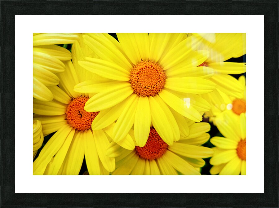 Bright yellow Pyrethrum flowers Picture Frame print