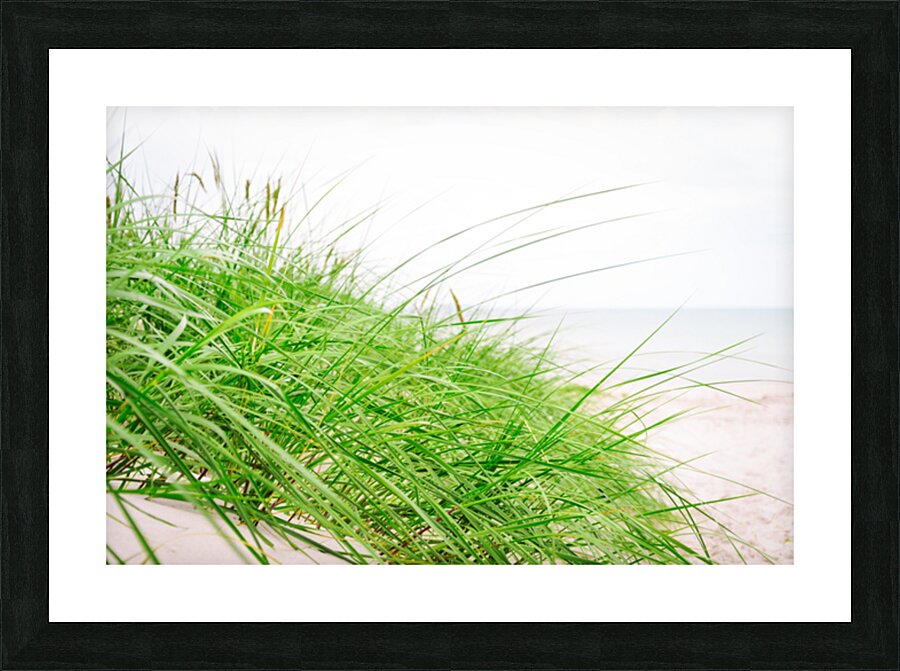 Green beach grass Picture Frame print