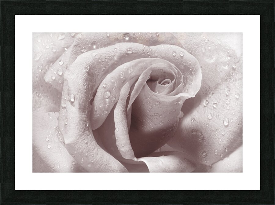 Beautiful rose in close-up Picture Frame print