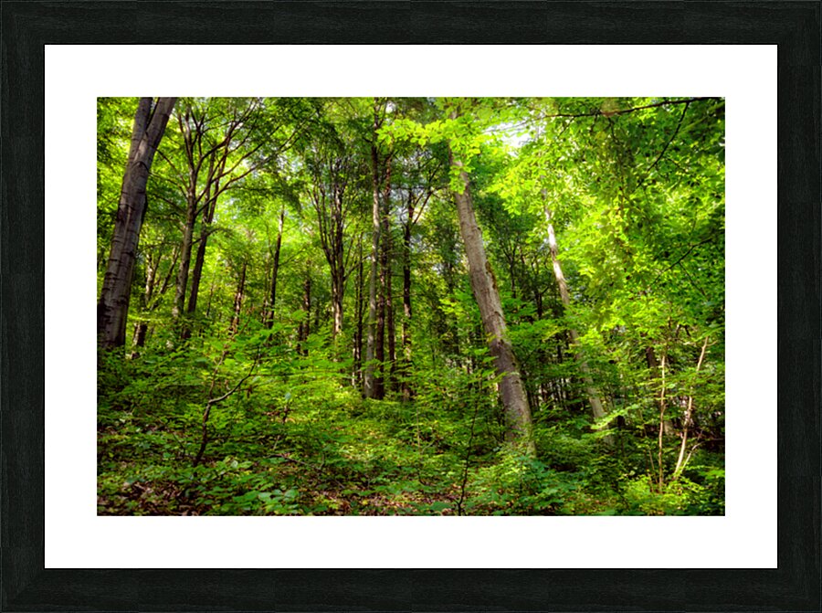 Fresh springtime beech forest Picture Frame print