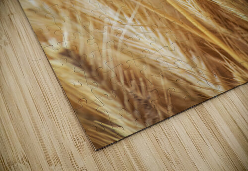 Ripe grain ears AS Photography puzzle