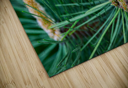 New spring pine growths AS Photography puzzle