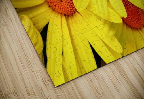 Bright yellow Pyrethrum flowers AS Photography puzzle