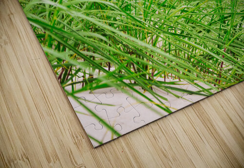 Green beach grass AS Photography puzzle