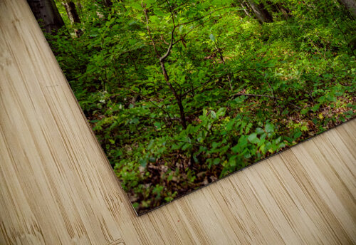 Fresh springtime beech forest AS Photography puzzle