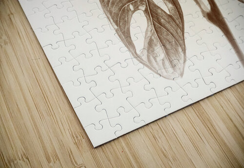 Tropical Monstera Adansonii AS Photography puzzle
