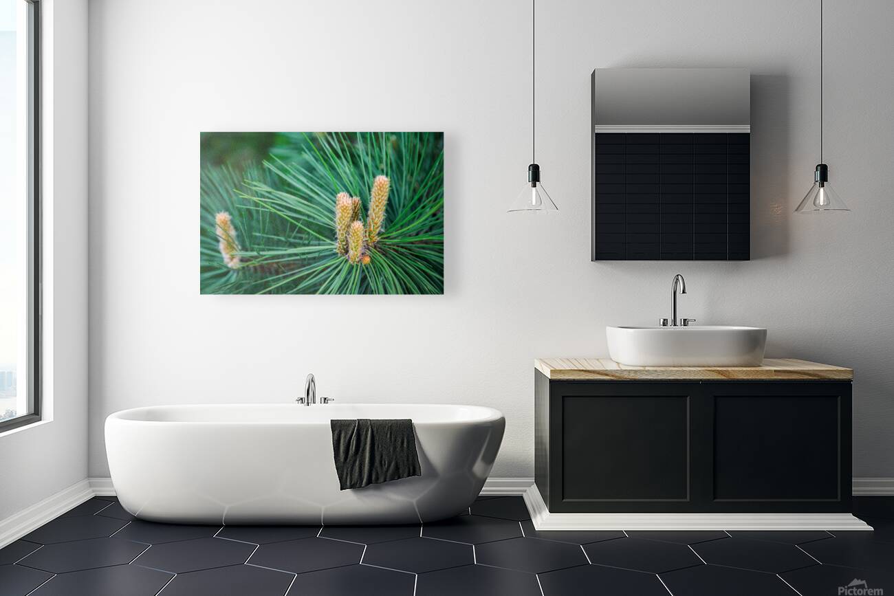 New spring pine growths Reproduction