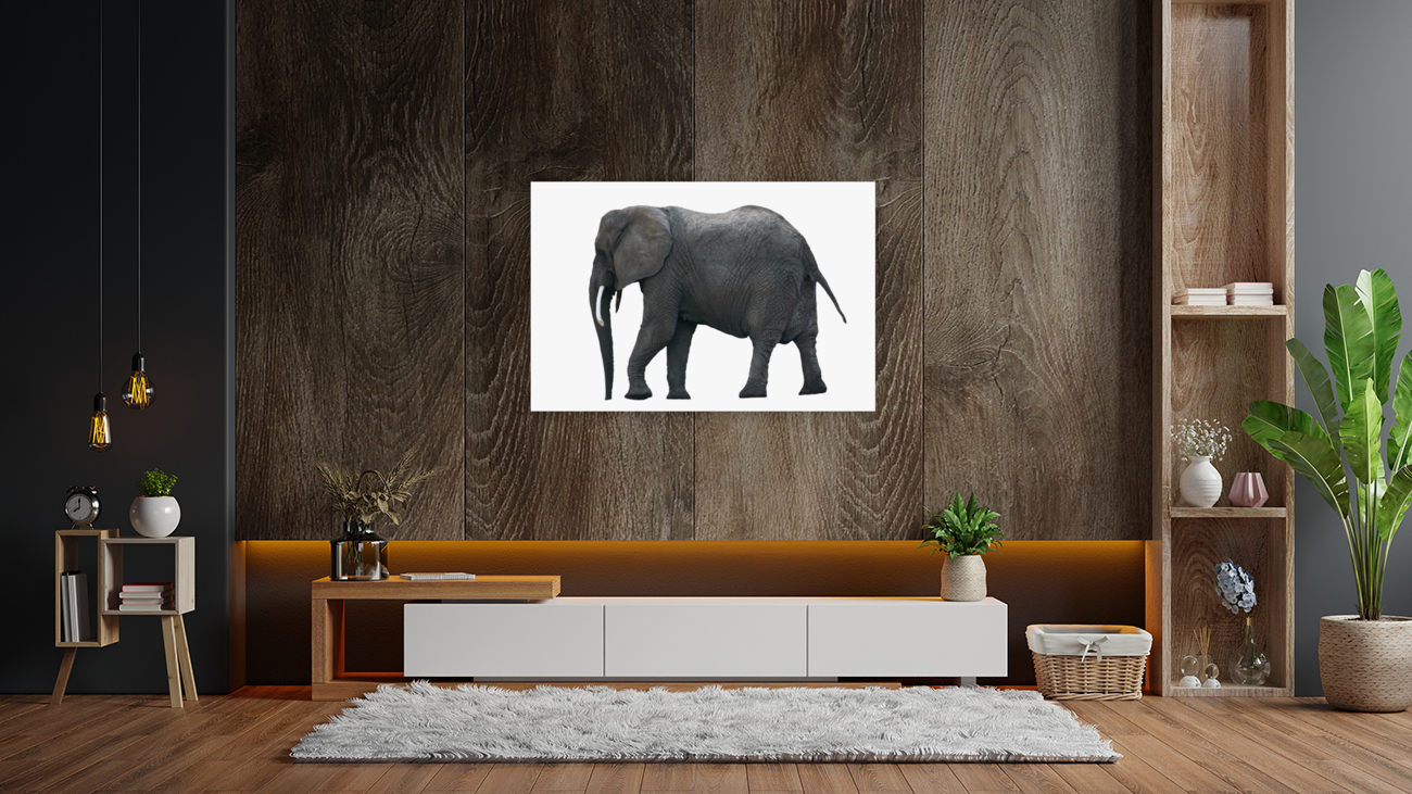Single African Elephant Reproduction