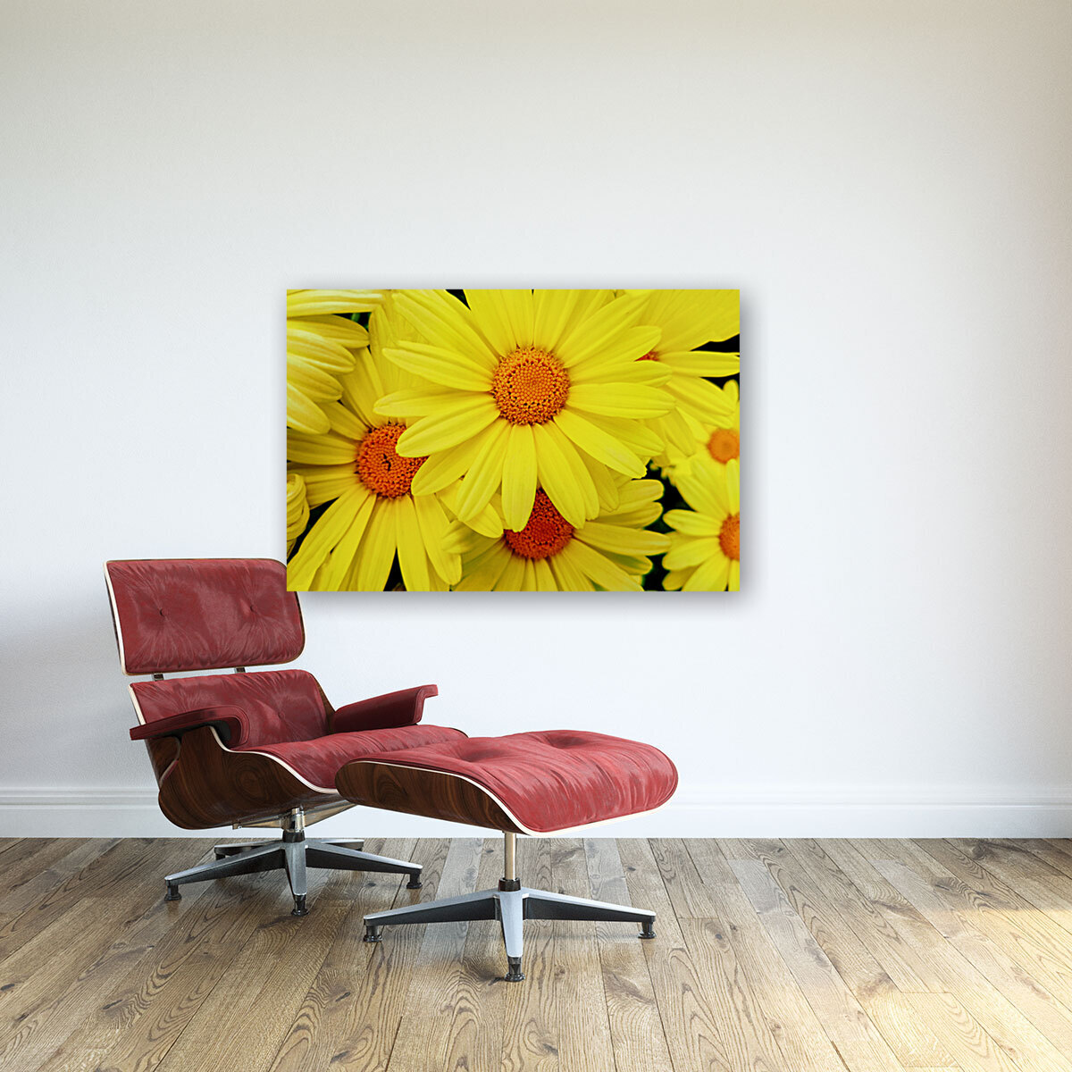 Bright yellow Pyrethrum flowers Reproduction