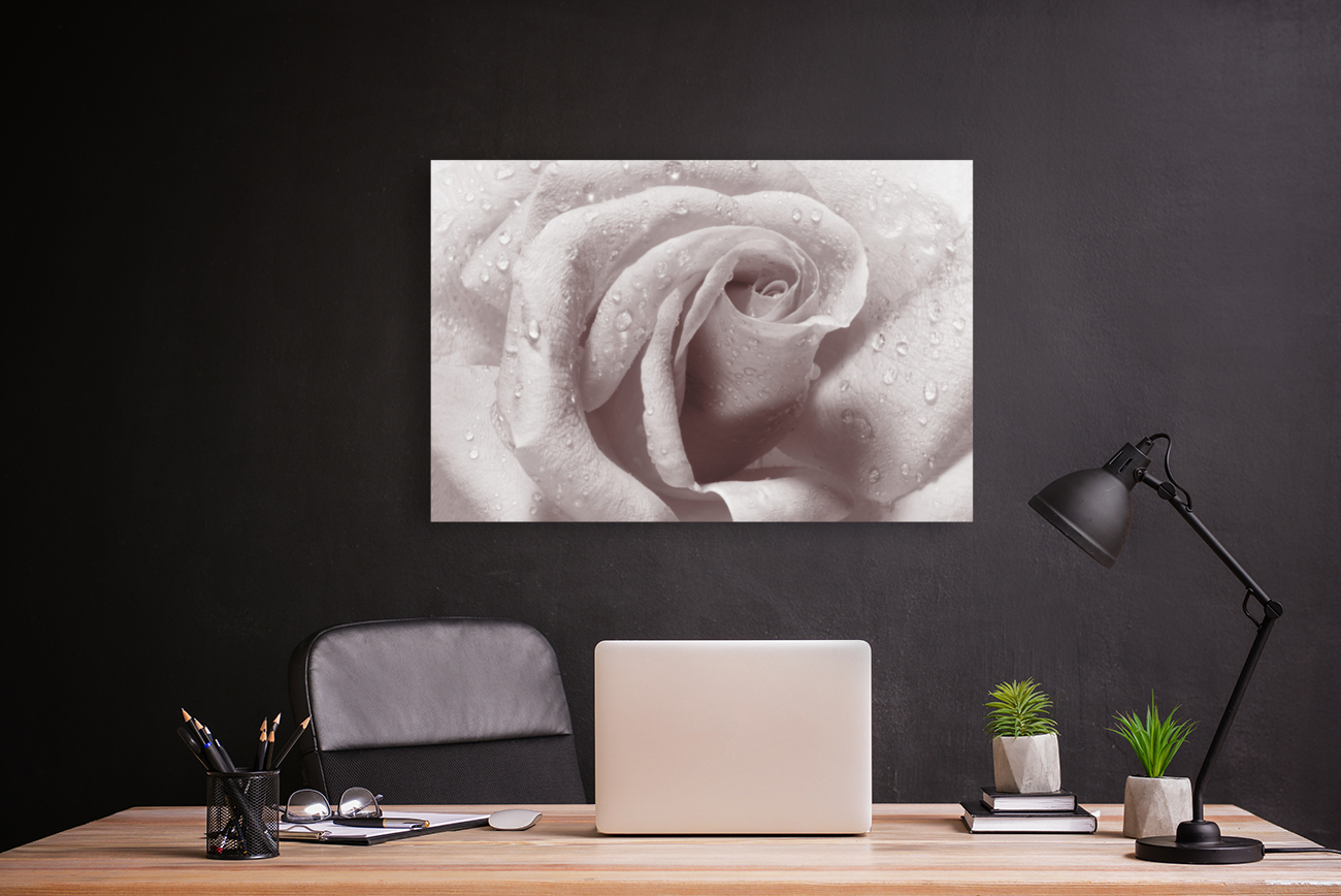 Beautiful rose in close-up Reproduction