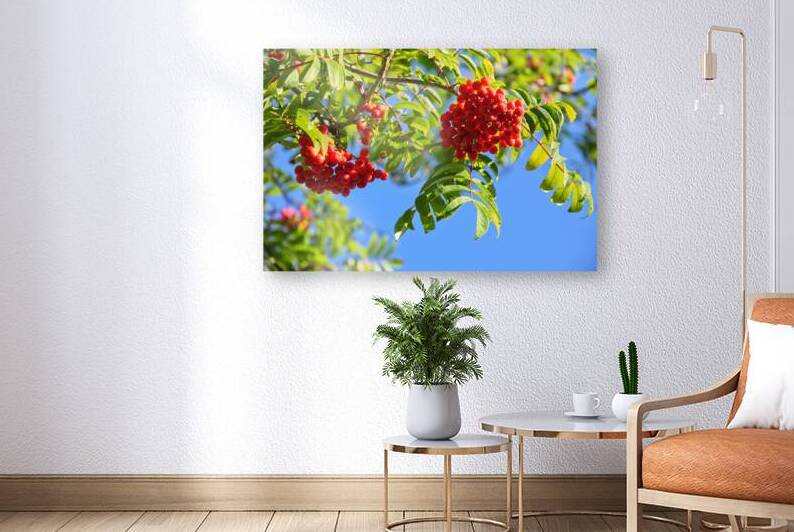 Flowering rowan berries by AS Photography