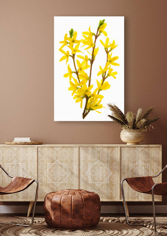Early spring blooming Forsythia by AS Photography