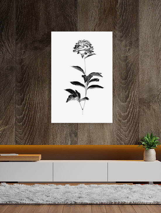 Peony blossom in black and white by AS Photography