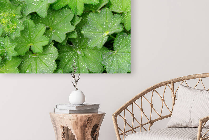 Fresh leaves of Ladys Mantle by AS Photography