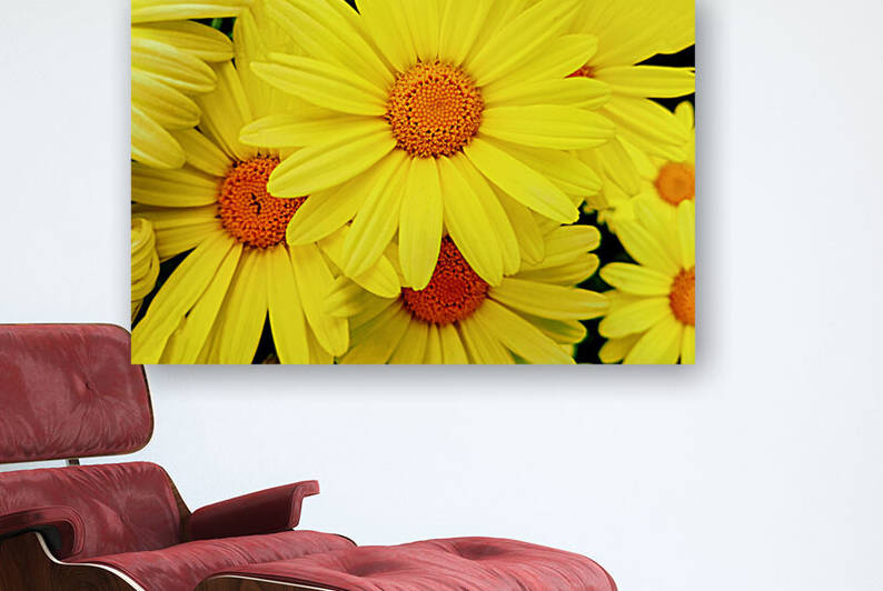 Bright yellow Pyrethrum flowers Reproduction