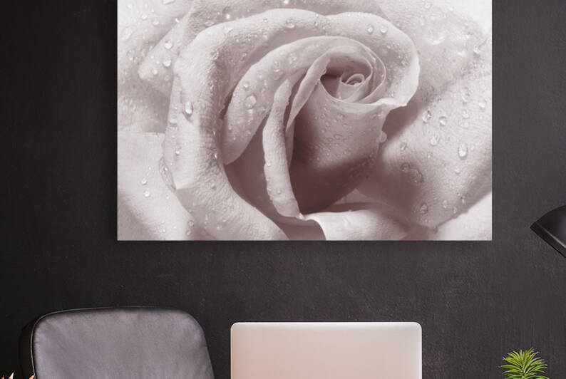 Beautiful rose in close-up Reproduction