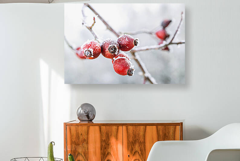Red rosehip berries in winter by AS Photography