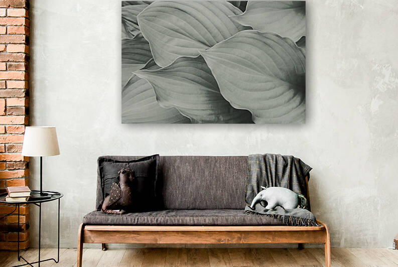 Fresh Hosta leaves in BW by AS Photography