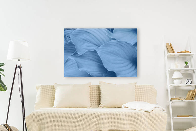 Fresh Hosta leaves in blue by AS Photography
