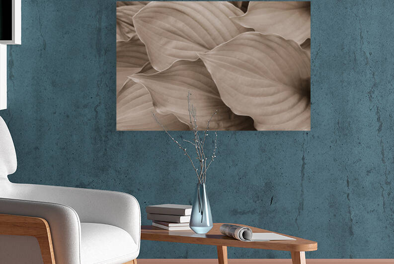 Fresh Hosta leaves in sepia by AS Photography