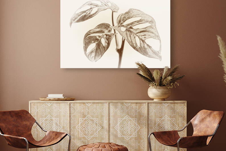 Tropical Monstera Adansonii Reproduction