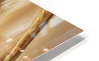 Ripe grain ears HD Metal print