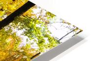 Picturesque autumn park HD Metal print