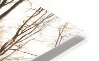 Fantastic dancing trees HD Metal print
