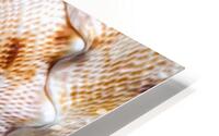Abstract spiral seashell background HD Metal print