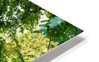 Summer park landscape HD Metal print