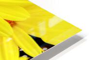Bright yellow Pyrethrum flowers HD Metal print