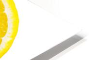 lemon slice on white HD Metal print